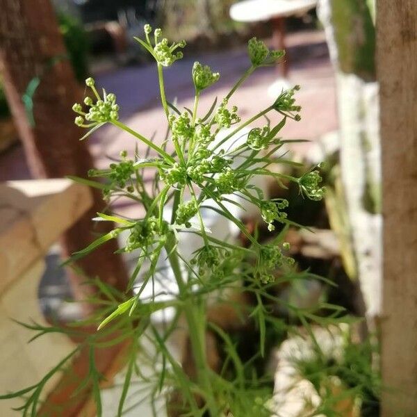 Pimpinella anisum Frucht