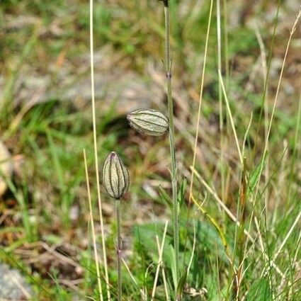 Silene uralensis Hábito