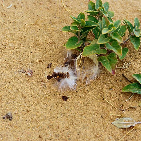 Glossonema boveanum Fruit