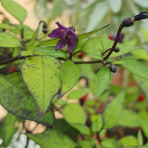 Capsicum frutescens Kvet