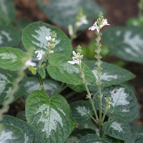 Isoglossa variegata Λουλούδι