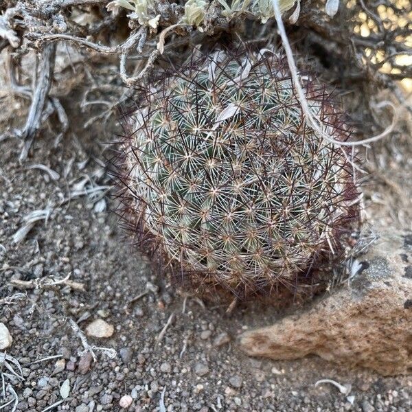 Escobaria vivipara Deilen