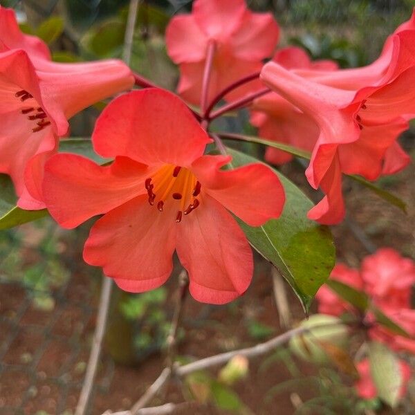 Rhododendron neriiflorum Blüte