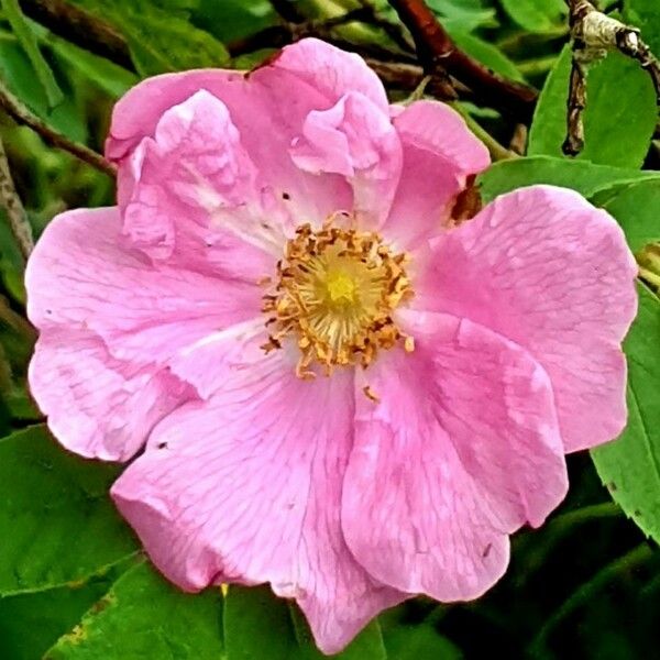 Rosa majalis Flor