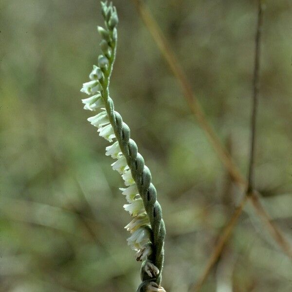 Spiranthes spiralis Кветка