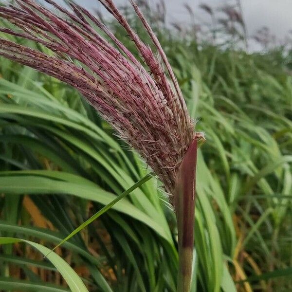 Miscanthus × longiberbis Frukt