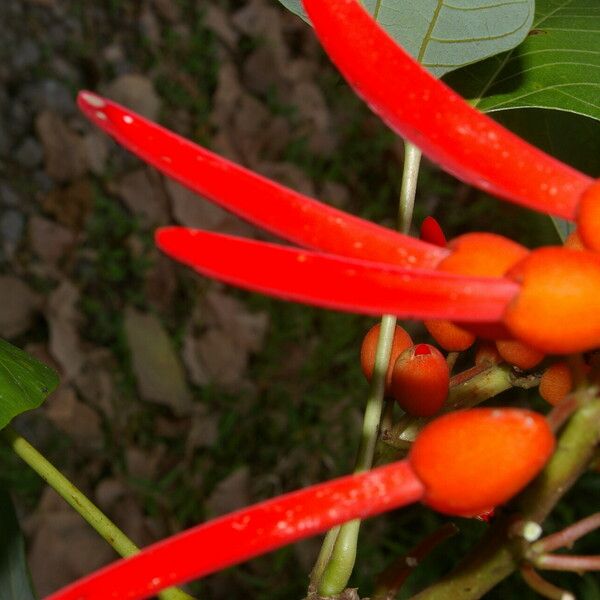 Erythrina globocalyx Cvet