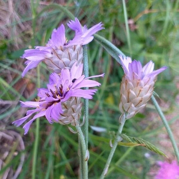 Catananche caerulea Květ