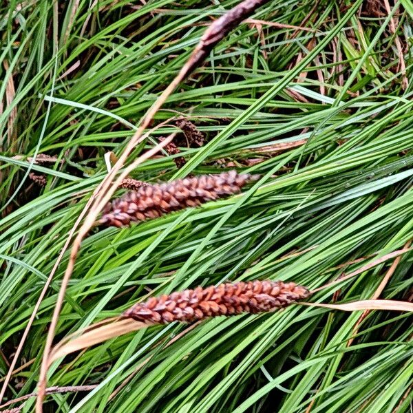 Carex brizoides Kwiat