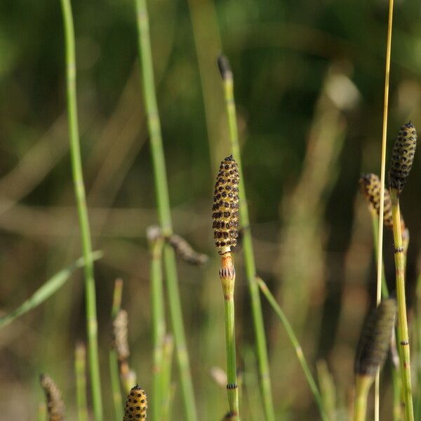 Equisetum ramosissimum Habit