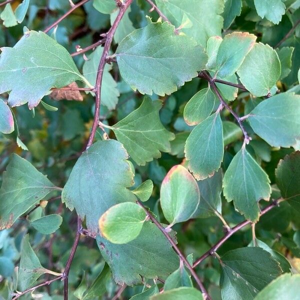 Spiraea trilobata 葉