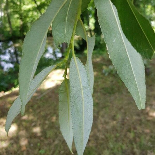 Salix × fragilis Folha