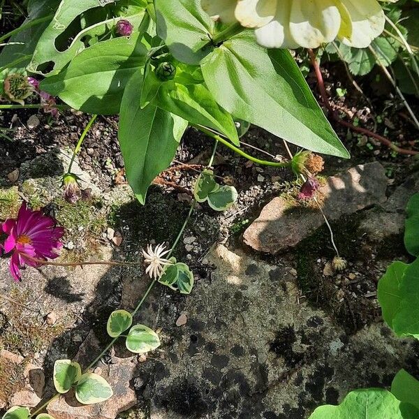 Zinnia elegans Flor