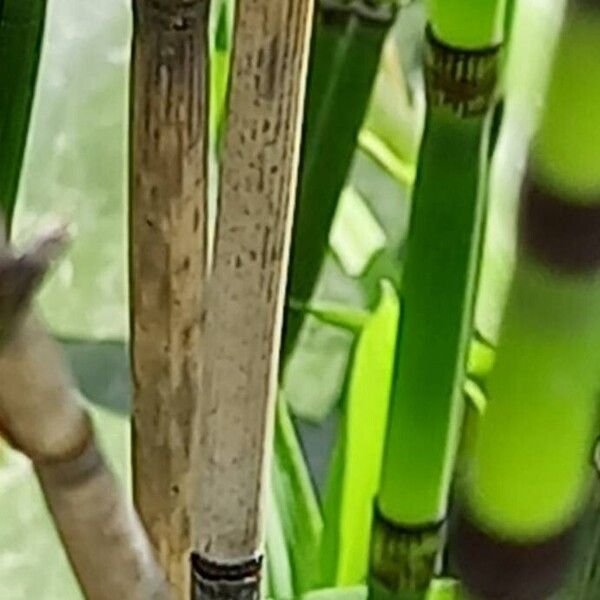 Equisetum hyemale Bark