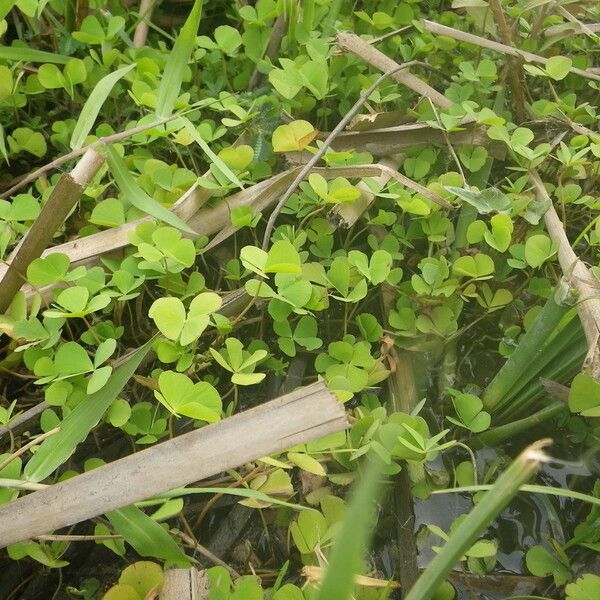 Marsilea minuta Blatt