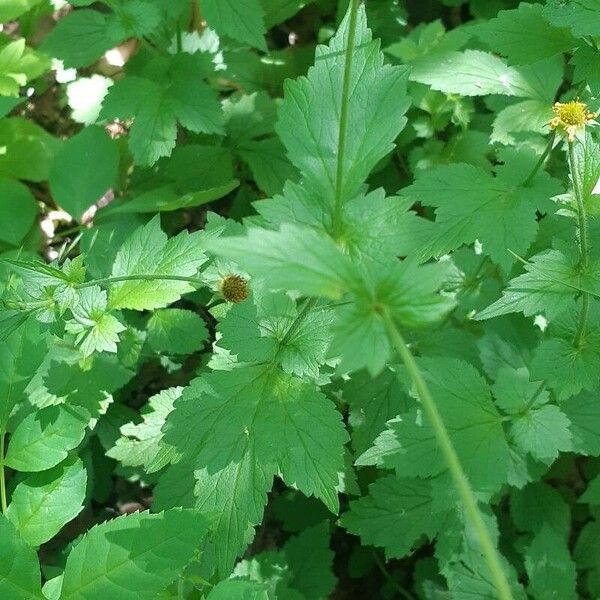 Geum laciniatum Ліст