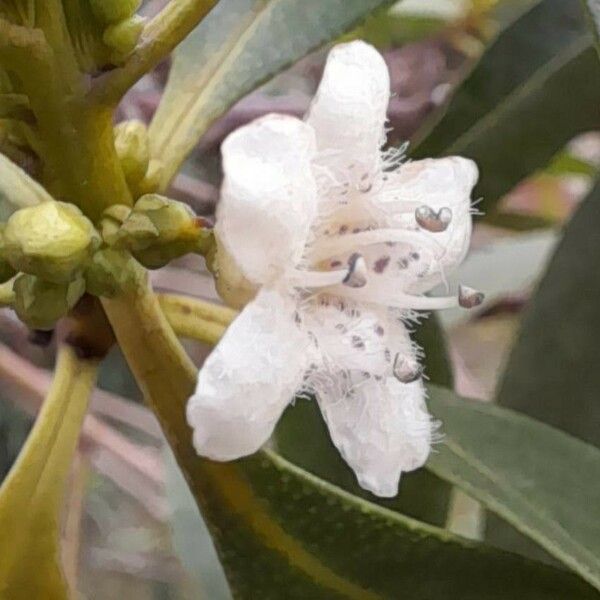 Myoporum laetum Lorea