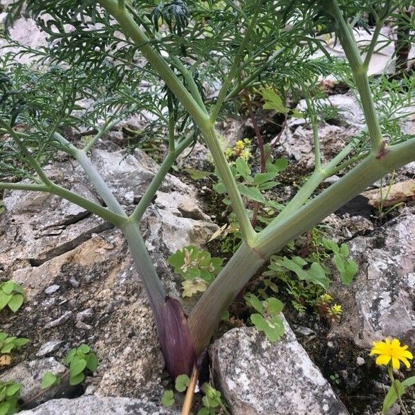 Ferula glauca Corteccia