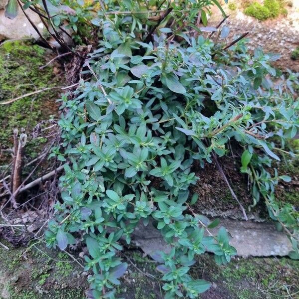 Hypericum maculatum Habit