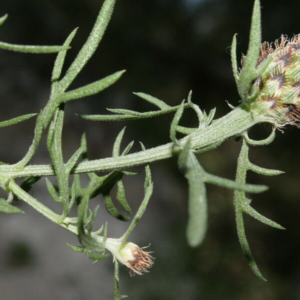 Centaurea corymbosa autre