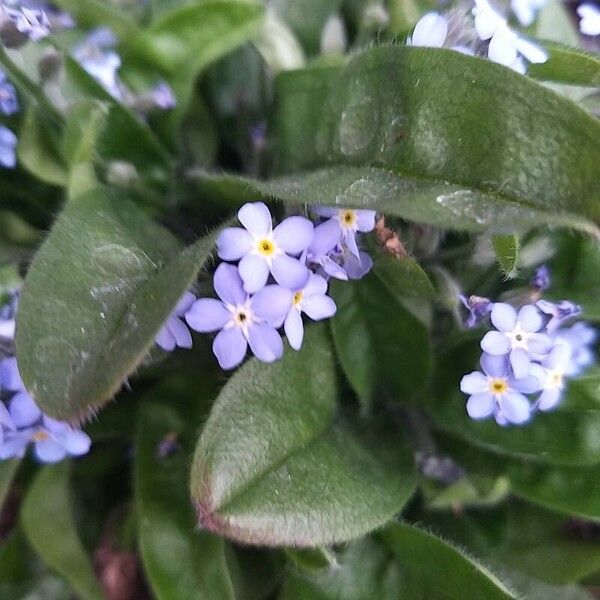 Myosotis sylvatica Flower