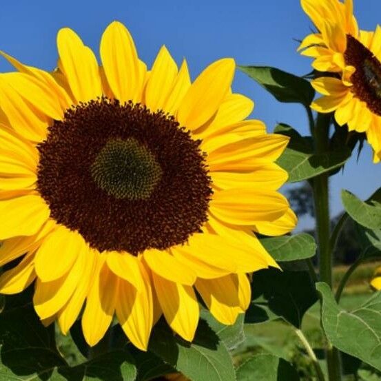 Helianthus annuus Bloem