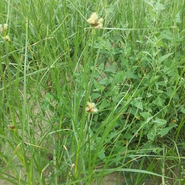 Bolboschoenus maritimus Fleur