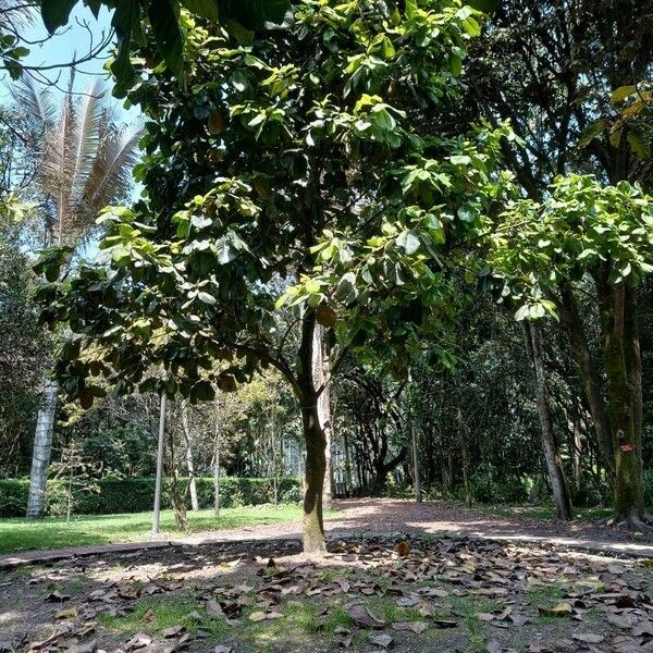 Magnolia hernandezii Характер
