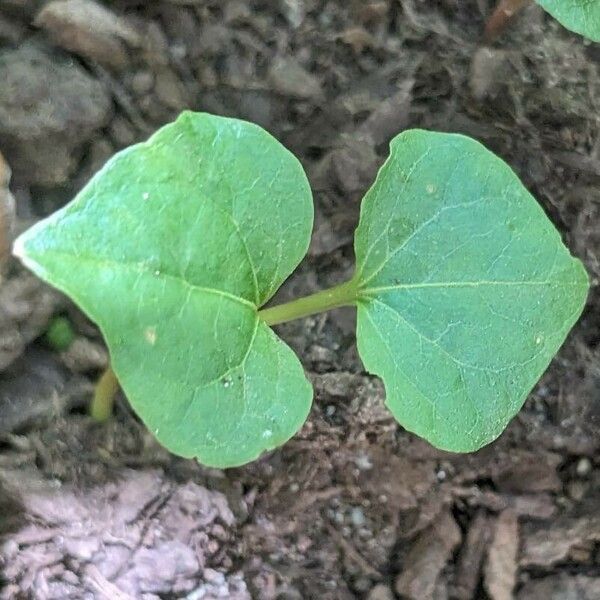 Parthenocissus vitacea Leaf