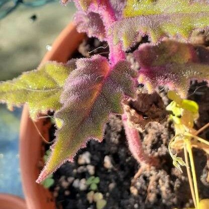 Gynura aurantiaca Leaf