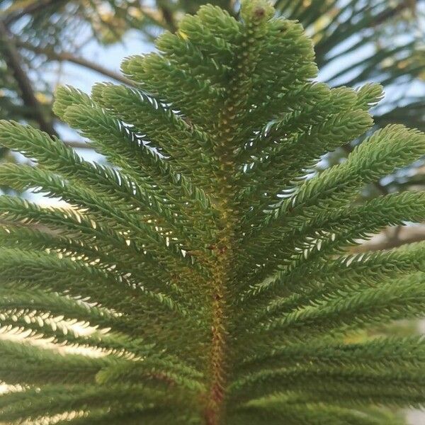 Araucaria columnaris Yaprak