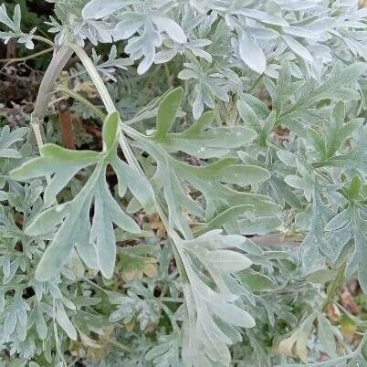 Artemisia absinthium برگ