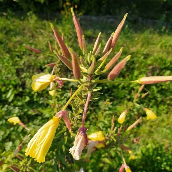 Oenothera glazioviana Kukka