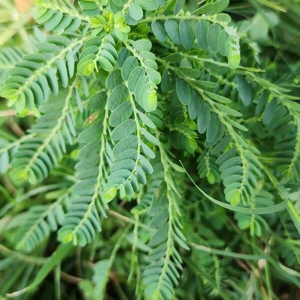 Phyllanthus amarus Habit