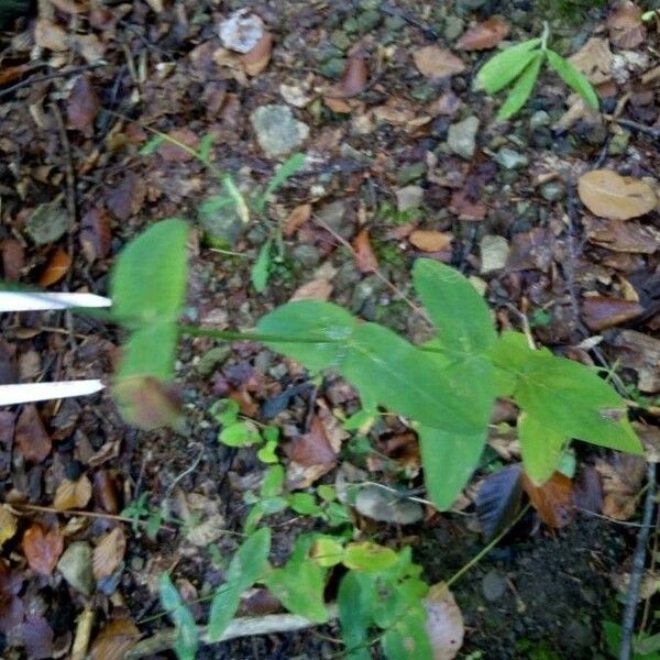 Hypericum montanum Folla