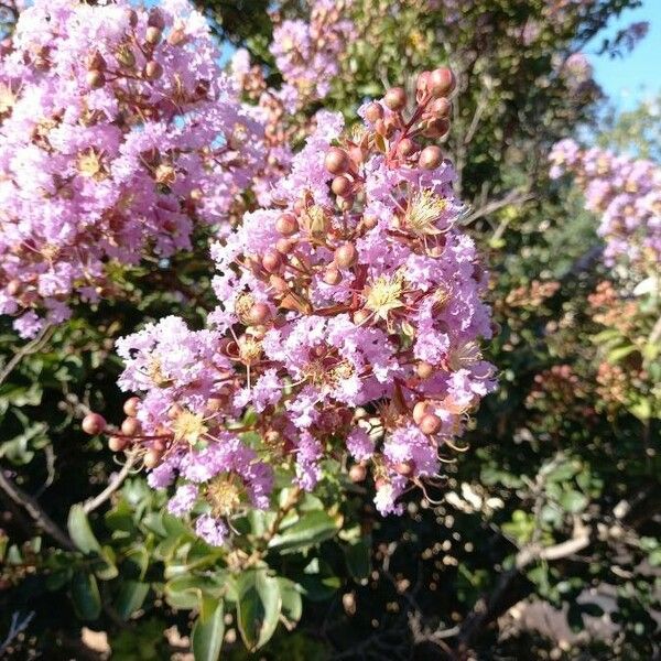 Lagerstroemia indica Kwiat