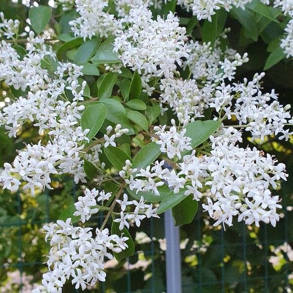 Ligustrum sinense Flor