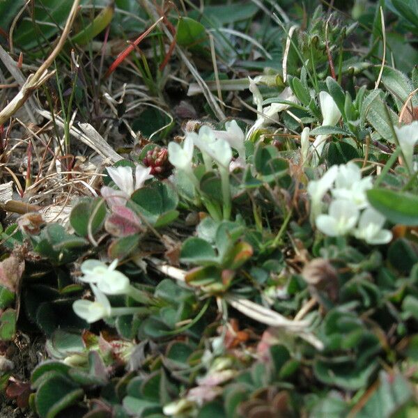 Trifolium subterraneum Blomst