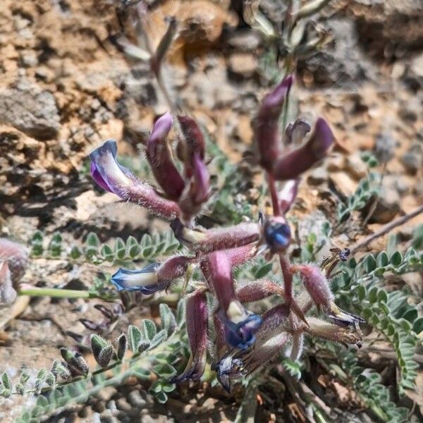 Astragalus mollissimus Fiore