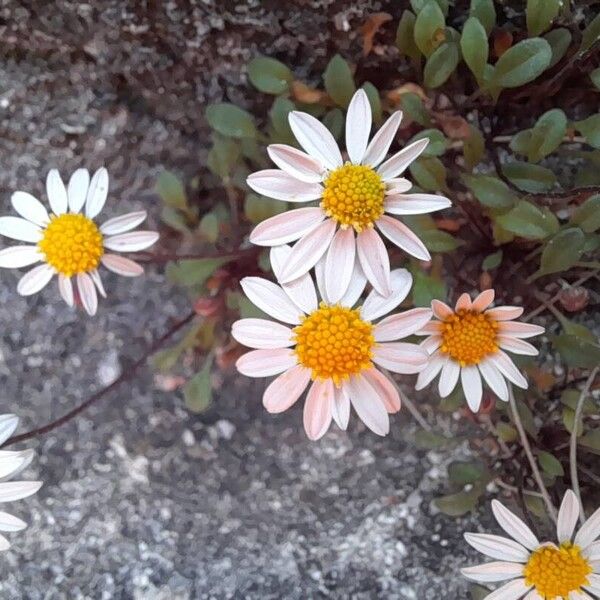 Bellium bellidioides Blüte