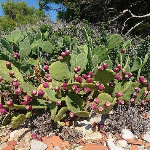 Opuntia ficus-indica Fruit