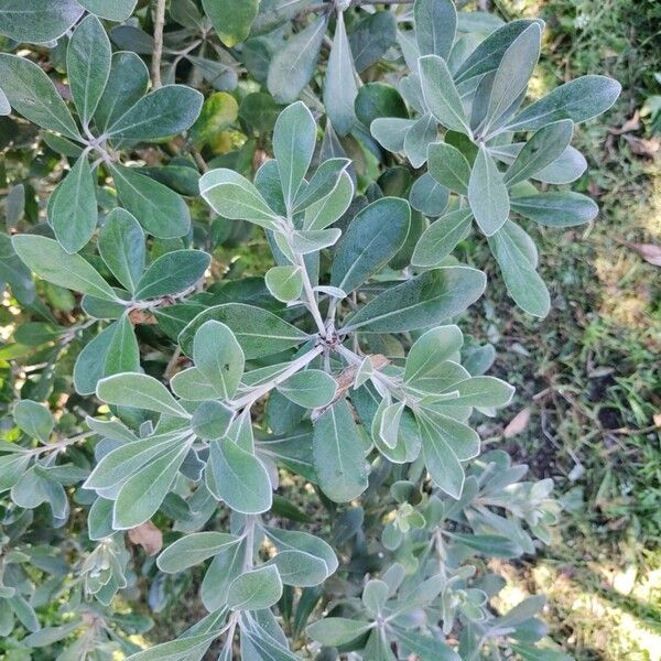 Pittosporum crassifolium Fulla