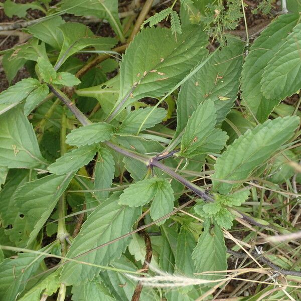 Stachytarpheta jamaicensis Leaf