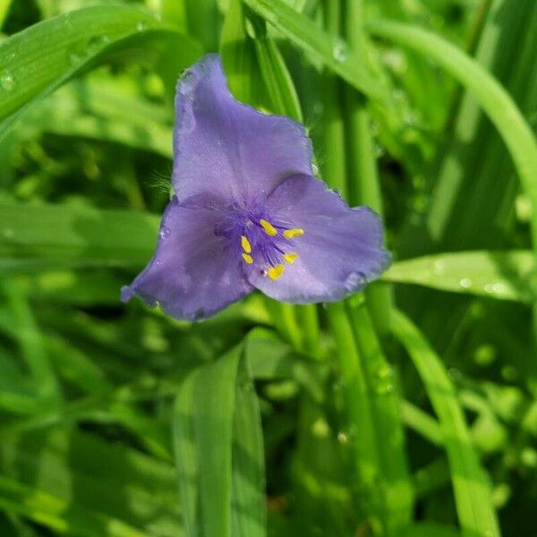 Tradescantia virginiana Fleur