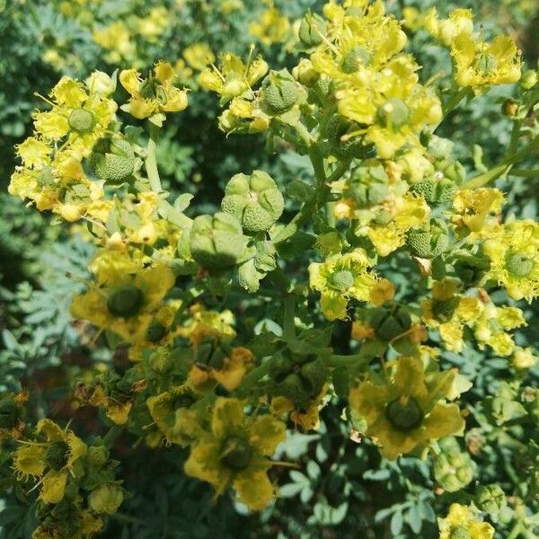 Ruta chalepensis Blomma