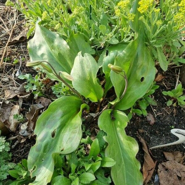 Erythronium revolutum Blatt