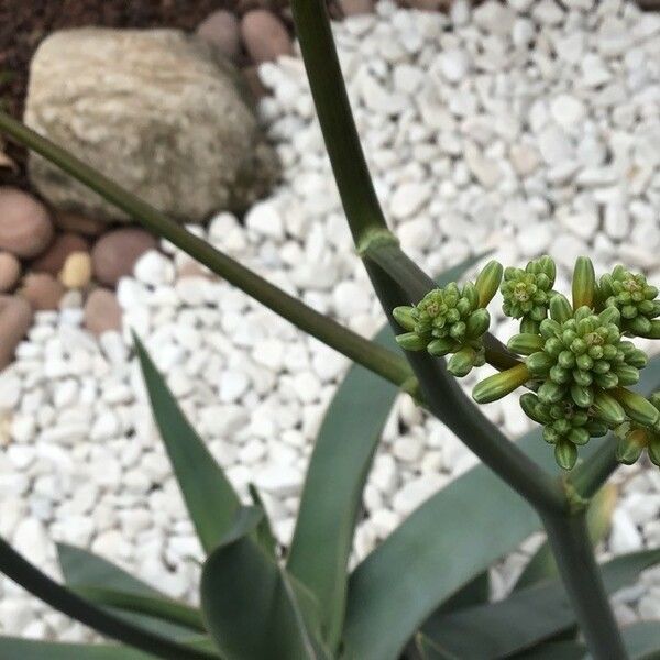 Aloe striata Flower