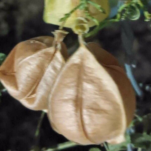 Cardiospermum halicacabum Fruit