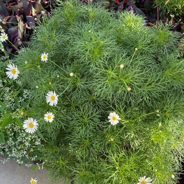 Argyranthemum foeniculaceum 其他
