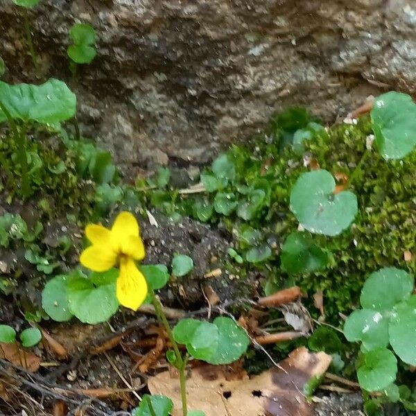 Viola biflora Hoja